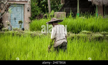 BALI, INDONESIEN - 14. APRIL 2018. Balinesische Männer im Strohhut arbeiten auf dem Terrassenfeld. Getreideanbau. Redaktionelle Tagesaufnahme Stockfoto
