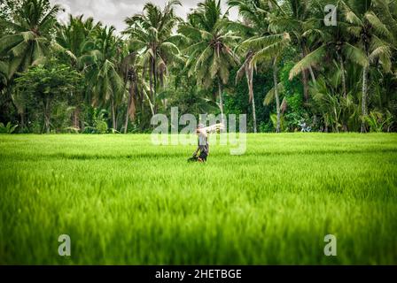 BALI, INDONESIEN - 14. APRIL 2018. Balinesische Männer im Strohhut arbeiten auf dem Terrassenfeld. Getreideanbau. Redaktionelle Tagesaufnahme Stockfoto