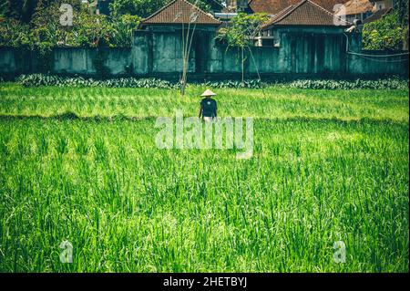 BALI, INDONESIEN - 14. APRIL 2018. Balinesische Männer im Strohhut arbeiten auf dem Terrassenfeld. Getreideanbau. Redaktionelle Tagesaufnahme Stockfoto