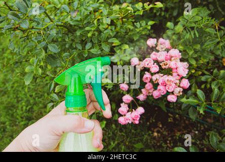 Nahaufnahme einer Person, die im Garten des Hauses selbstgebasteltes Insektenspray verwendet, um Rosen vor Insekten zu schützen. Stockfoto