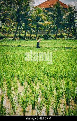 BALI, INDONESIEN - 14. APRIL 2018. Balinesische Männer im Strohhut arbeiten auf dem Terrassenfeld. Getreideanbau. Redaktionelle Tagesaufnahme Stockfoto