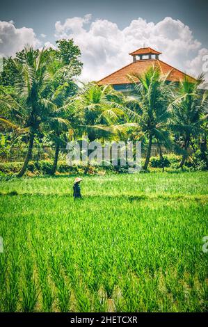 BALI, INDONESIEN - 14. APRIL 2018. Balinesische Männer im Strohhut arbeiten auf dem Terrassenfeld. Getreideanbau. Redaktionelle Tagesaufnahme Stockfoto