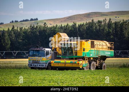 Annat, Canterbury, Neuseeland, Januar 10 2021: Ein Erbsenviner, der Erbsen erntet, wird zu einem Lastwagen entladen, damit sie zur Watties-Fabrik transportiert werden können Stockfoto