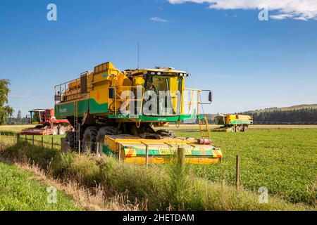 Annat, Canterbury, Neuseeland, Januar 10 2021: PEA-Weinbaumeister bei der Arbeit ernten im Sommer Erbsen für Watties auf einem canterbury-Farmfeld Stockfoto