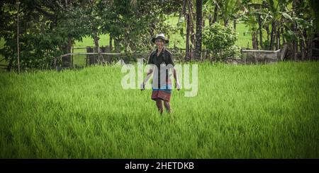 BALI, INDONESIEN - 14. APRIL 2018. Balinesische Männer im Strohhut arbeiten auf dem Terrassenfeld. Getreideanbau. Redaktionelle Tagesaufnahme Stockfoto