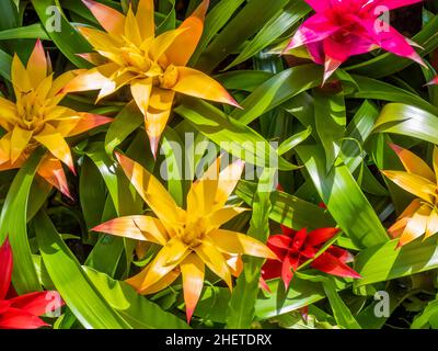 Multikolored Bromeliad Pflanzen Füllrahmen Stockfoto