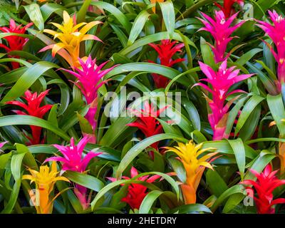 Multikolored Bromeliad Pflanzen Füllrahmen Stockfoto