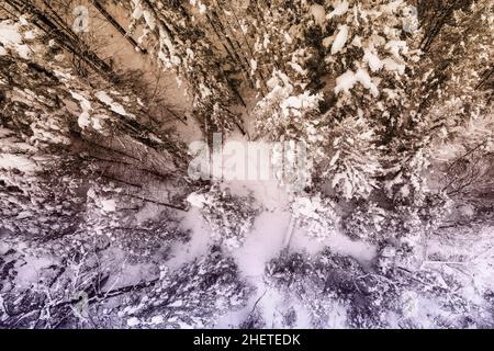 Blick von oben auf riesige verschneite Bäume in der Winterlandspitze Stockfoto