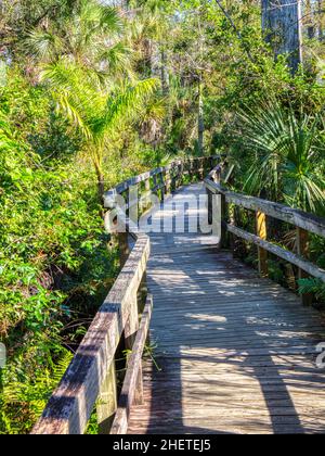 Big Cypress Bend Boardwalk in Fakahatchee Strand Preserve State Park, Florida Stockfoto