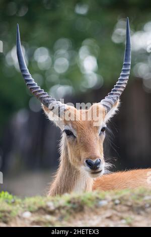 Cobo dell'Ellisse Antilope Portrait mit riesigen Hörnern Stockfoto