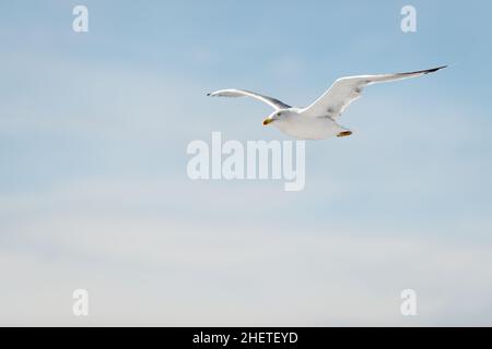 Fliegende Möwe mit Flügeln am blauen Himmel Stockfoto