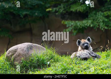 Einzelne braune Hyäne, die im grünen Gras am nächsten Felsen liegt Stockfoto