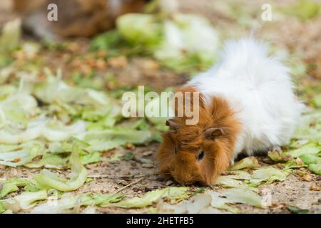 Langhaarige weiße und braune Meerschweinchen, die Salat aus dem Boden essen Stockfoto