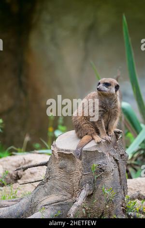 Erdmännchen suricate sitzen auf Baumstumpf und schauen neugierig Stockfoto