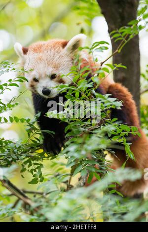 Ailurus fulgens Panda Rosso Red Panda sitzt zwischen den Gliedern des Baumes Stockfoto