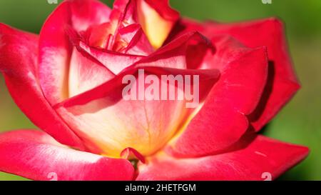 Rose „Double Delight“ auf einem grünen Hintergrund Makrofotografie. Ein schöner Blütenstand einer hybriden Teerose. Blumenhintergrund zum Erstellen von Karten und Stockfoto