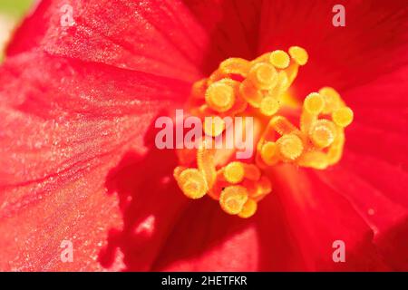 Haarige gelbe Staubblätter begonias Makrofotografie. Rote Begonia Blume aus nächster Nähe. Eine außergewöhnliche Blume für hochauflösende Fotomurale. Stockfoto