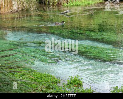 Ente schwimmt im klaren Wasser von Hamurana Springs, Rotorua, Neuseeland, umgeben von einheimischen Wäldern Stockfoto