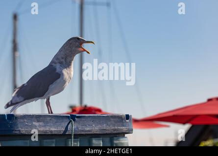 Ringschnabelmöwe im Seehafen. Selektiver Fokus, niemand, Reisefoto. Stockfoto