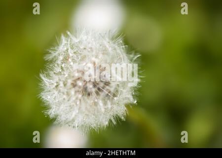 Vogelperspektive auf die Blowball-Blüte mit Wassertropfen Stockfoto