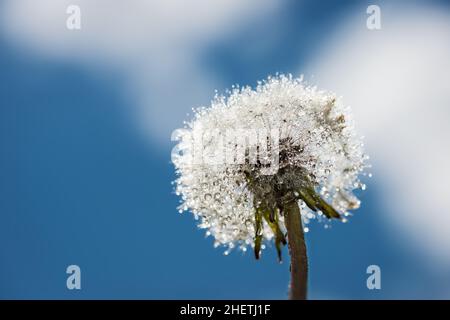 Kopf der Blowball Blüte mit Wassertropfen und weichen Himmel Stockfoto