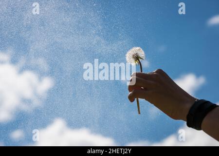 Die Hand hält die Blowball-Blume mit weichen Wolken in den Himmel Stockfoto