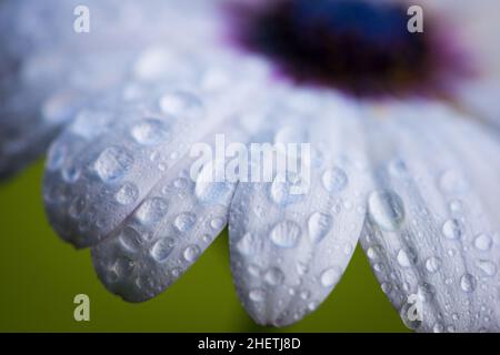 Blütenblätter von Cape regen Gänseblümchen Blume mit großen Wassertropfen Stockfoto