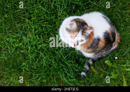 Blick von oben auf Haus Calico Katze sitzt in frischem grünen Gras Stockfoto