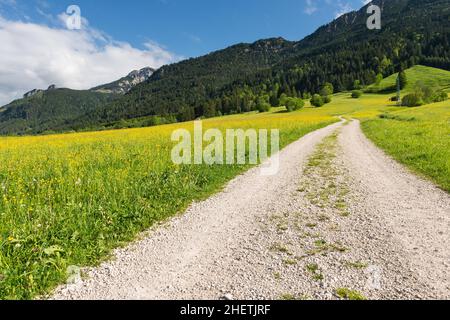 Schotterweg in Sommerlandschaft mit Berg und Wald im Hintergrund Stockfoto