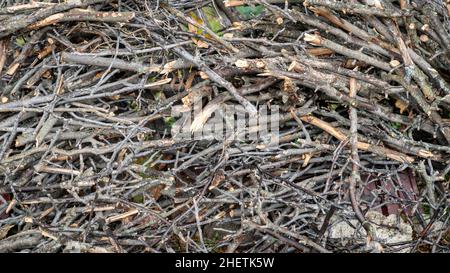 In einem Lagerhof gelagerte Holzbaumbäste. Diese Zweige werden gehackt und gespeichert, um im Winter in einem Ofen zu verbrennen. Stockfoto