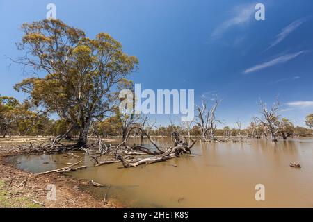 Landschaft am Poochers Swamp im Poocher Swamp Game Reserve in der Nähe von Bordertown South Australia mit braunem Wasser und ertrunkenen toten Bäumen Stockfoto