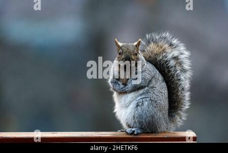 Eichhörnchen sitzt auf Parkbank Stockfoto