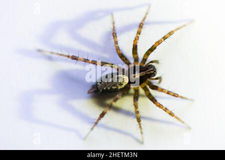 Kleine Spinne auf weiß mit Schatten Stockfoto