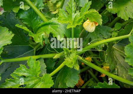 Zucchinis, auch Zucchinis oder Zucchinis, werden biologisch angebaut, blühen und sind fruchtbar und bieten eine konstante Versorgung mit Sommergemüse. Ein Hausgarten in NZ Stockfoto
