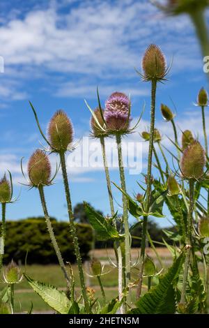 Teelöffel, der in einem Hüttengarten wächst, bietet Struktur und Nahrung für Bienen und Schmetterlinge. Es ist auch toll in getrockneten Blumenarrangements. Canterbury, Neuseeland Stockfoto