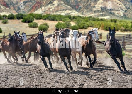 Sammeln von Pferden im Bergkorral Stockfoto