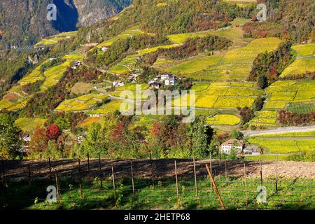 Luftaufnahme der Weinberge des Brennerpasses, Italien, Europa Stockfoto