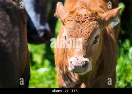 Baby Kuh mit Fliegen schaut in die Kamera, die auf der Wiese steht Stockfoto