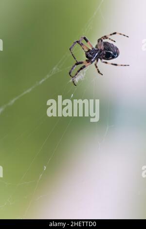 Gartenspinne auf ihrem Netz mit grünem Hintergrund Stockfoto