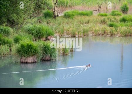 Ente schwimmend über den See mit grünen Grasbüschen Stockfoto