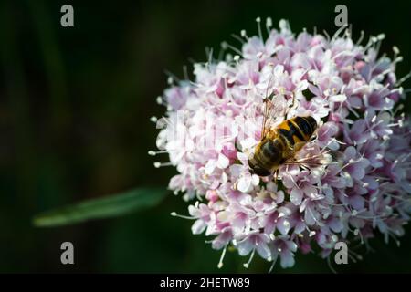 Biene auf kleiner Baldrian Alp Blume Stockfoto