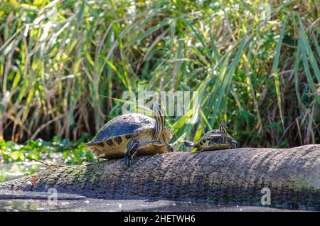 Eine Erwachsene und junge Schildkröte auf der Halbinsel, die auf einem Baumstamm am Frog Creek im Tera Ceia Preserve State Park, Florida, USA, sonnen soll Stockfoto