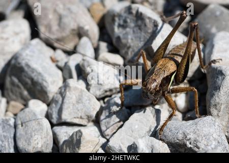 Riesige Heuschrecke, die auf zerbrochenen Steinen sitzt Stockfoto