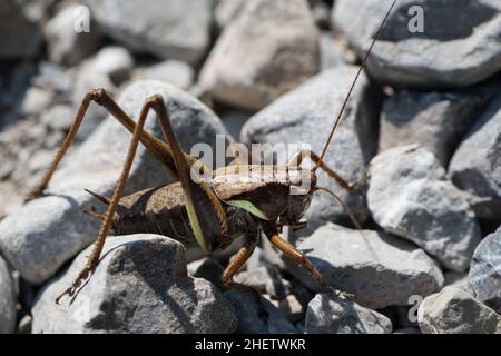 Riesige Heuschrecke, die auf zerbrochenen Steinen sitzt Stockfoto