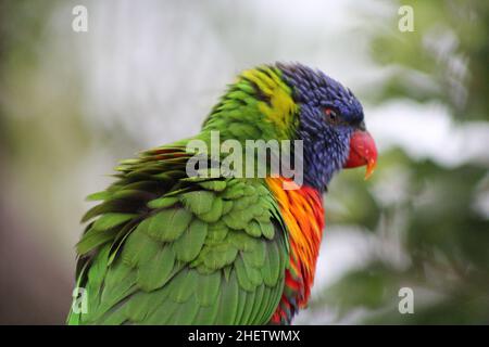 Vögel von Australien Stockfoto