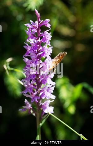 Schmetterling auf wilder Sumpforchideenblume Stockfoto