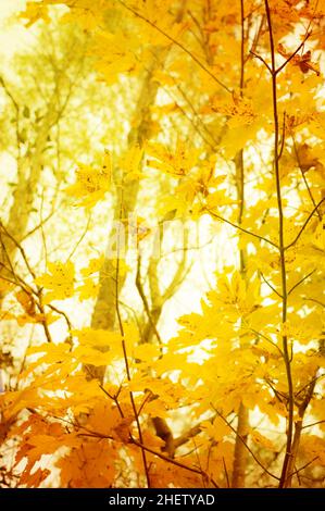 Orangefarbene und gelbe Blätter von Bäumen im Herbst als Hintergrund Stockfoto