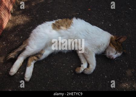 Schlafende Katze auf dem Asphalt in der Stadt Stockfoto