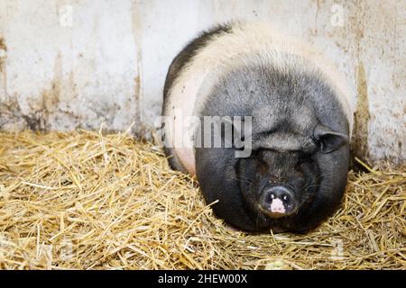 Schwein mit Topfbauchigen stehend oder liegend im Heu oder Stroh Stockfoto