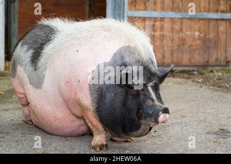 Fette rosa und schwarze Topfbauchschweine stehen vor der Farm Stockfoto